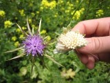 Foraging With Family in Israel